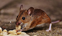 24 Hour & Emergency Exterminators in Kelly X Rds, PA
